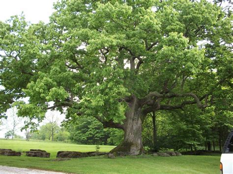 200 year old tree | Beautiful tree, Tree, Old tree