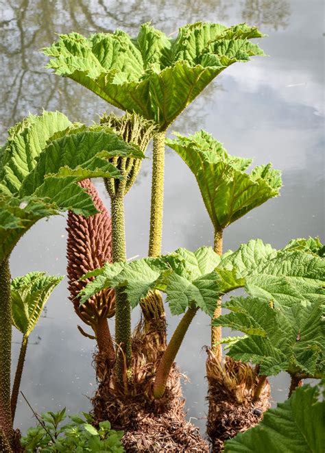 Discover the Stunning Giant Rhubarb at the Water's Edge