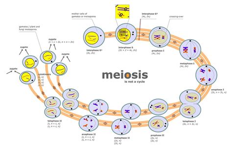 Difference Between Mitosis and Meiosis – Pediaa.Com