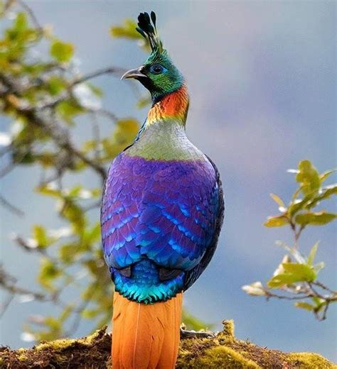 HIMALAYAN MONAL ~ NATIONAL BIRD OF NEPAL MONAL Himalayan Monal (male) by Aditya Chavan , also kn ...