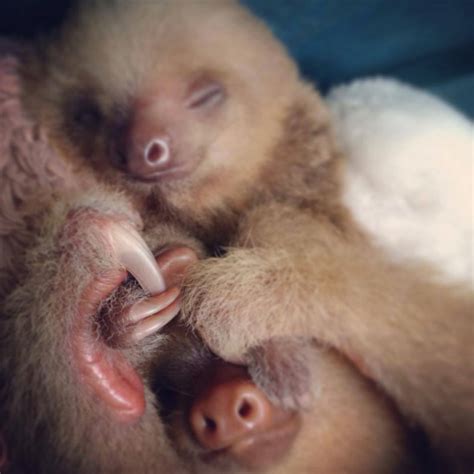 Baby Sloth and her Mother sleeping together..holding their hands!!!!