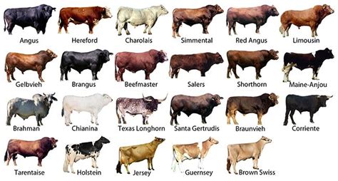 MARC Updates Across-Breed EPD Table - UF/IFAS Extension Jackson County | Breeds of cows, Beef ...