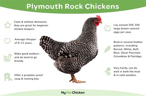 Plymouth Rock Chicken