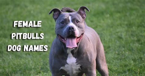 Female Pitbull Dog Names - PupHelp