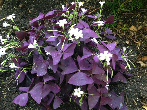 Oxalis triangularis - Purple Shamrock | Purple shamrock, Beautiful ...
