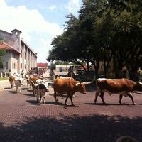 Stockyard Cattle Drive - 17 tips