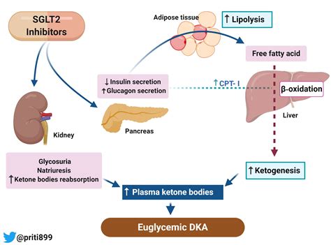 What are sglt2 inhibitors