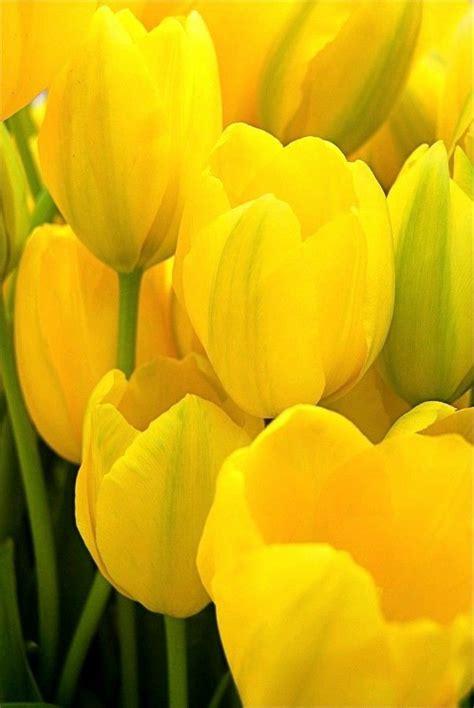 Yellow tulips | Жёлтые цветы, Цветы, Растения