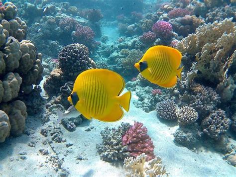 Snorkeling in Hurghada you need to know everything - Egyptra Travel ...