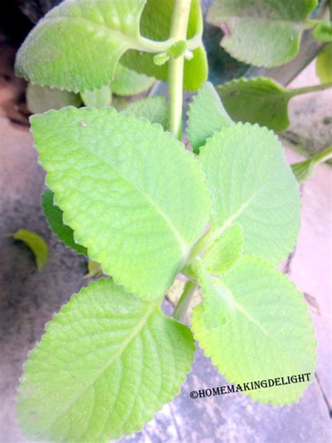 Ajwain leaves known as Karpooravalli leaves or Omavalli ilai in tamil is a herb well-known for ...