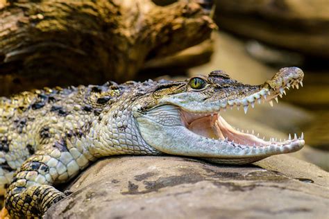 Philippine crocodile | Size, Habitat, Conservation, & Facts | Britannica