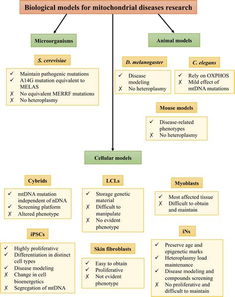 Mitochondrial Disease In Adults