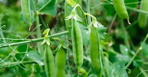 How to Plant and Grow Peas | Gardener’s Path