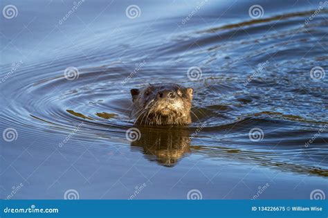 River Otter Swimming Georgia Stock Image - Image of otter, river: 134226675