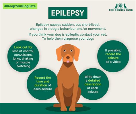 Epilepsy in dogs | Dog health | The Kennel Club