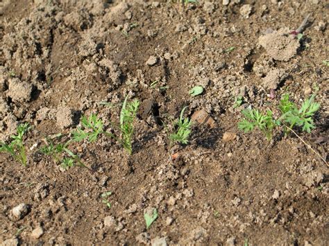 Growing Carrots: How to Seed, Germinate, Grow, & Harvest | The Country Basket | Growing carrots ...