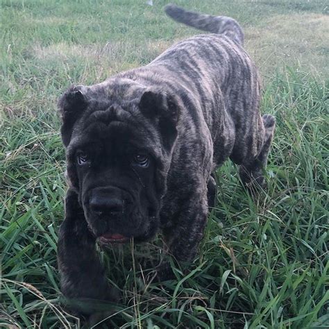 American Molossus pup Old World Titus owned by ancient guardian Molossus Check us out at www ...