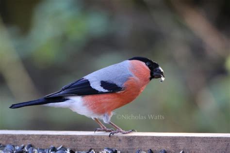 Bullfinch - Bird Information, Photos & Videos | Vine House Farm