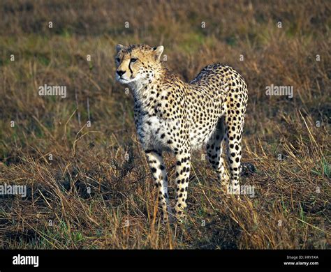 Cheetah hunting Thomson's Gazelle prey in the Masai Mara Conservancies ...