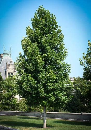 Poplar Trees For Sale Online | The Tree Center