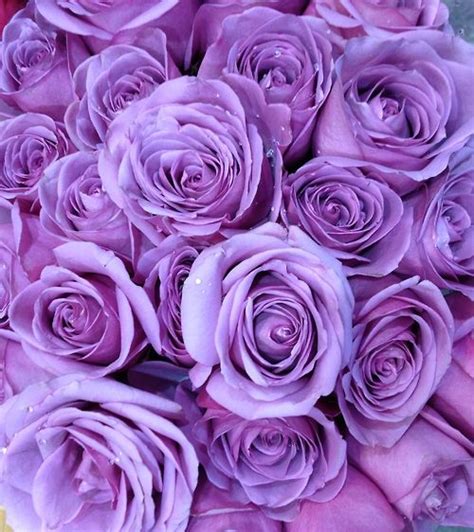 purple roses - Google Search | Purple roses, Purple wallpaper, Lavender aesthetic