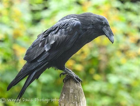 Your Daily Raven | Raven pictures, Black bird, Beautiful birds