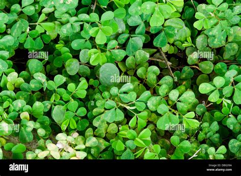 Marsilea crenata hi-res stock photography and images - Alamy