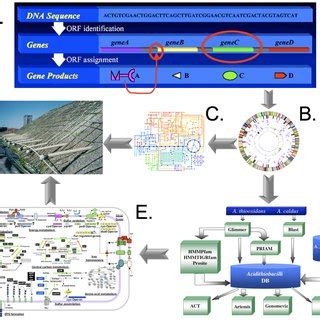 Workflow for developing databses for biomining applications. (A ...