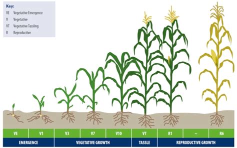 Maize Life Cycle Diagram