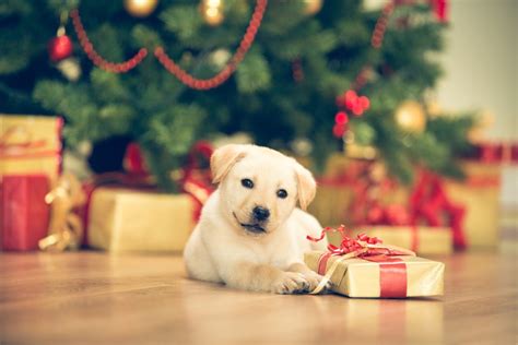 Christmas Tree Puppy Safety