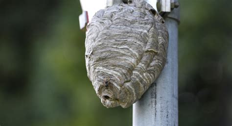 What to Do When You Find a Wasp Nest? | Empire Pest Control London