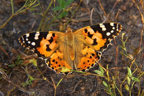 New model predicts Painted Lady butterfly migrations based on breeding sites data