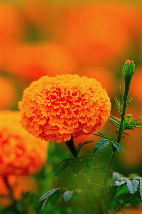 Marigold 1080P, 2K, 4K, 5K HD wallpapers free download | Wallpaper Flare