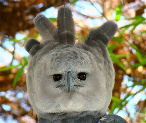 Gambar-Gambar Burung Helang Harpy, Spesis Burung Helang Terbesar Dunia | SYOK