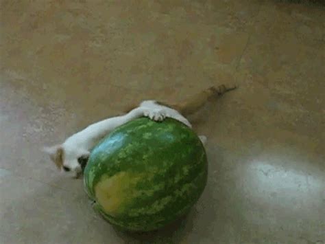 Download Animal Cat Watermelon Playful Funny Gif - Gif Abyss