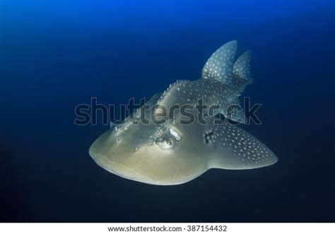 20 Bow Mouth Shark Images, Stock Photos & Vectors | Shutterstock