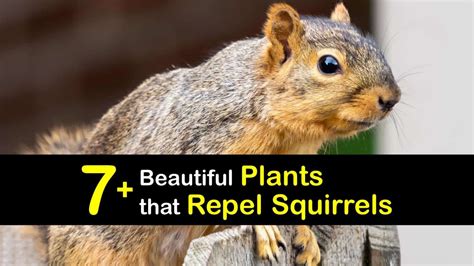 7+ Beautiful Plants that Repel Squirrels