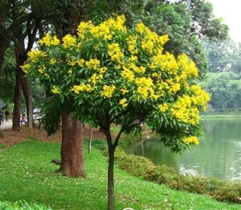 Cassia Siamea Tree Seeds Siamese Senna Kassod Tree Seed - Etsy