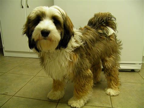 Just A Pup: Haircut Time