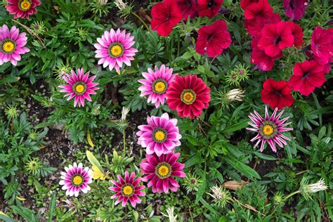 Gazanias (Treasure Flower): Plant Care & Growing Guide