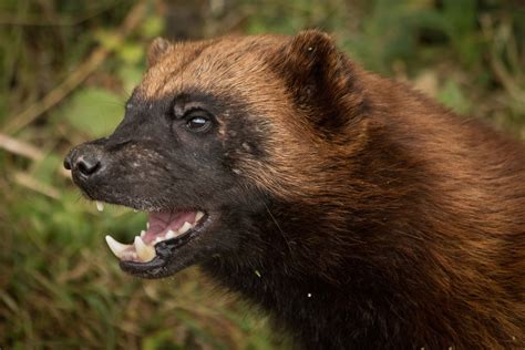 How The Reclusive Wolverine Is Sparking A Ferocious Fight Over Western Land