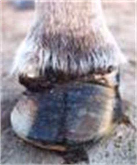 Treat a Horse Hoof Abscess - Horses and Ponies