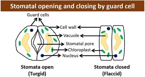 Guard Cells in Plants - Definition, Structure, Adaptations & Functions - Biology Reader