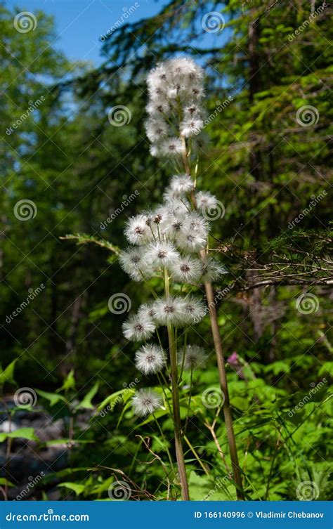 Beautiful Forest Plants in Taiga Forest in Summer Stock Photo - Image ...