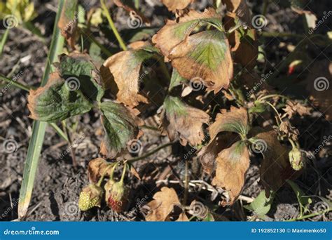 Symptoms of Fusarium Wilt in Strawberries Stock Photo - Image of problem, harm: 192852130