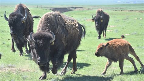 Rare Colorado bison herd faces 'growing' problem near Fort Collins