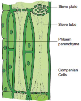 What are sieve tubes? Explain. - Sarthaks eConnect | Largest Online Education Community