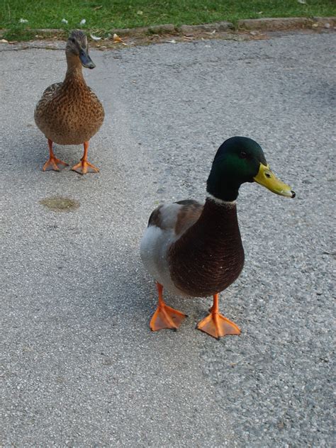 Walking ducks | Copyright-free photo (by M. Vorel) | LibreShot