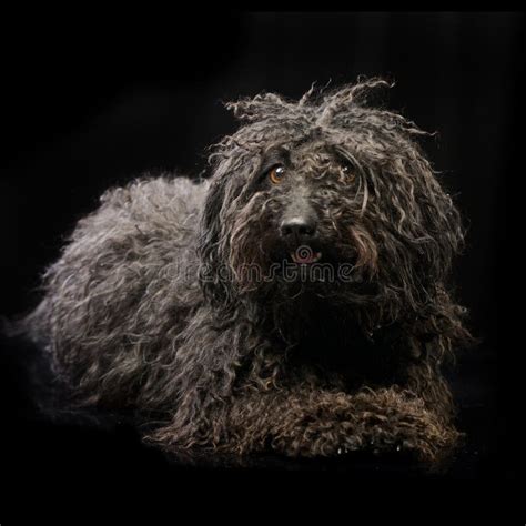 Big black puli dog stock photo. Image of background, coat - 78459020