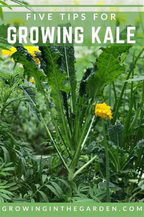 How to Grow Kale | Growing In The Garden